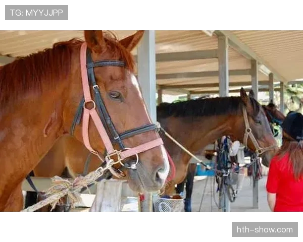 富里睡醒发现自家马场又多了一匹新马，账单还没付清